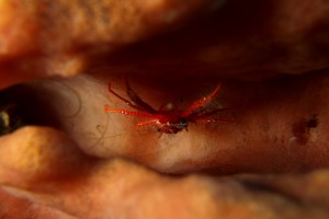 crab 2